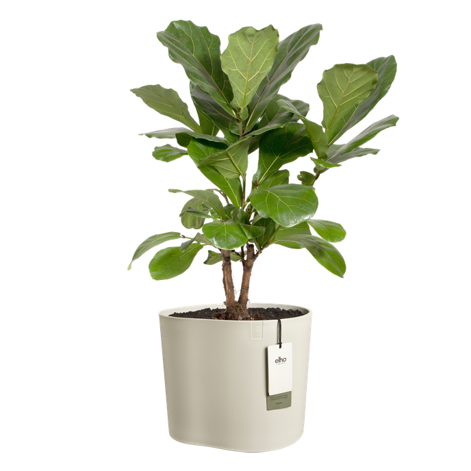 eden 35cm bianco lino